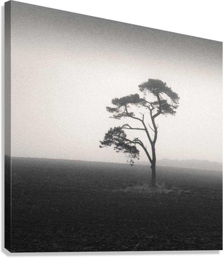 St Cyrus Tree Canvas Print
