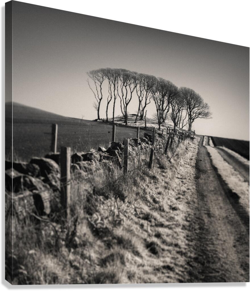 Fields End Grove Canvas Print