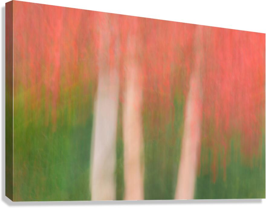 Maple in Motion Canvas Print