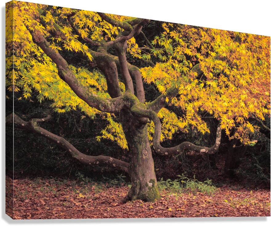 Japanese Maple at Autumn Canvas Print