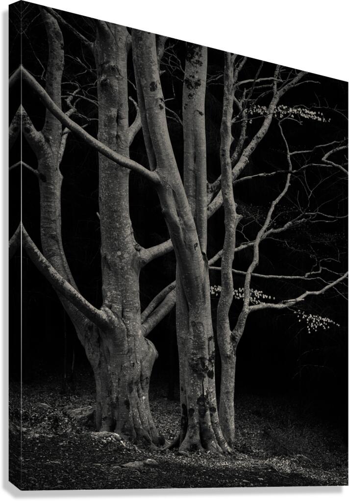 Beech Tree Canvas Print