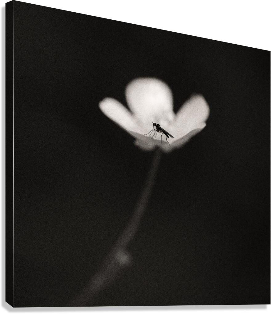 Woodland Study 1 Canvas Print