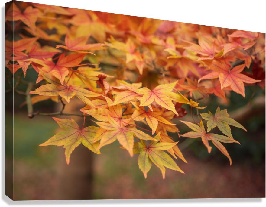 Turning Seasons Canvas Print