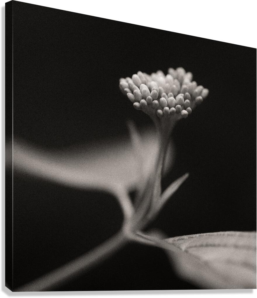 Woodland Study 4 Canvas Print