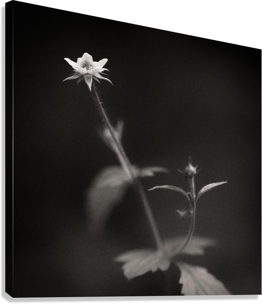 Woodland Study 3 Canvas Print