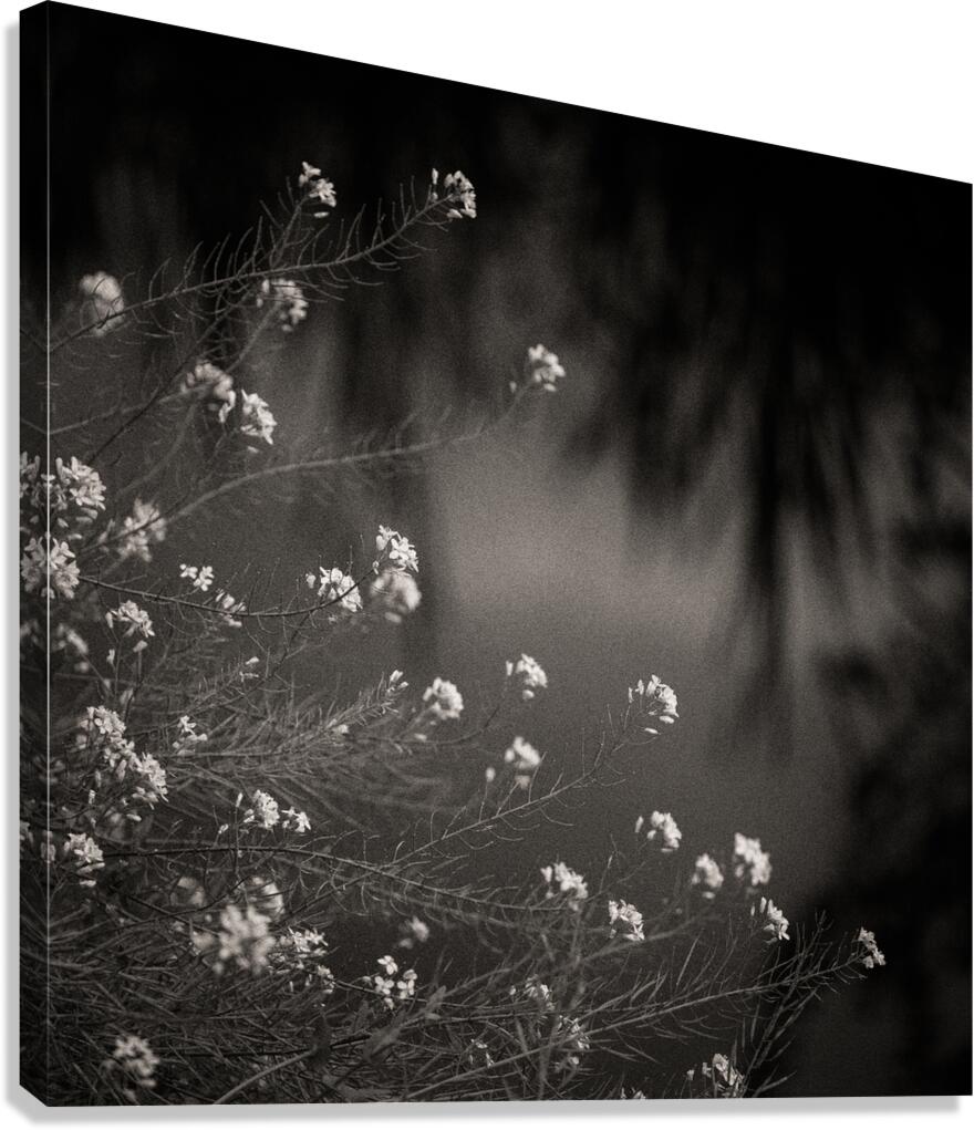 Woodland Study 12 Canvas Print