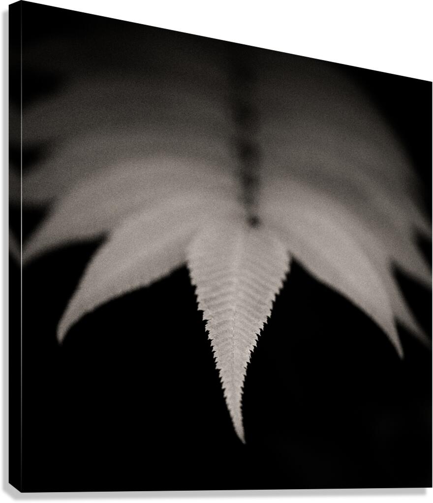 Woodland Study 8 Canvas Print