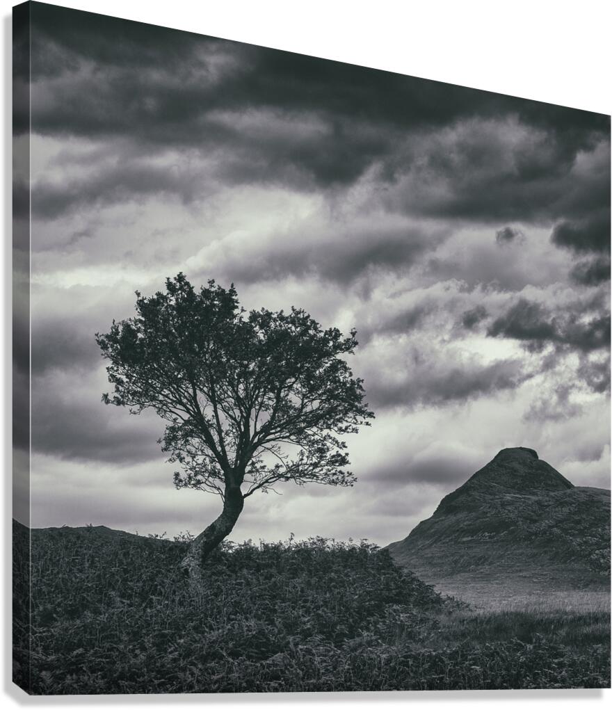 Assynt Tree Canvas Print