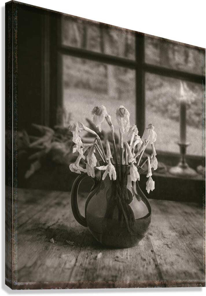 Dead Daffodils Canvas Print