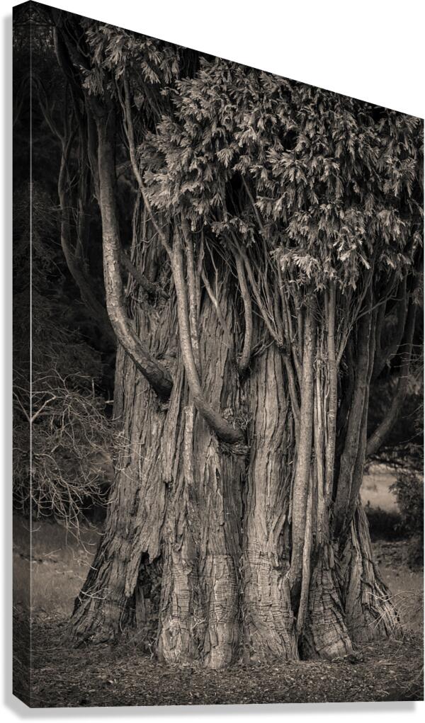 Incense Cedar Canvas Print