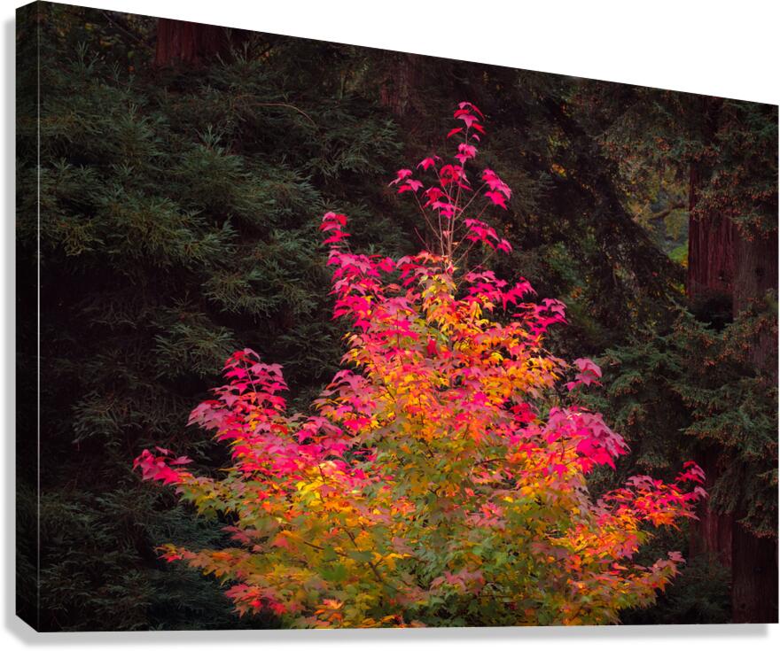 Fire Tree Canvas Print