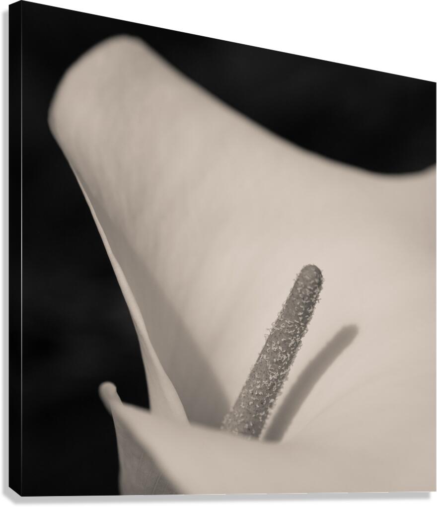 Calla Lily Beauty Canvas Print