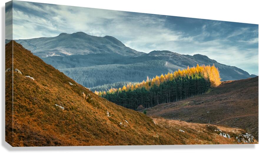 Tay Forest Edge Canvas Print