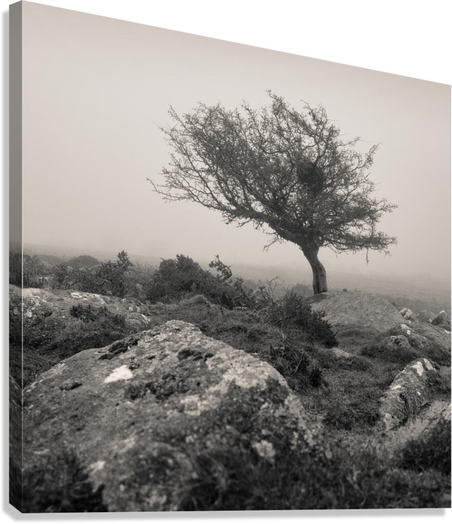 Dartmoor Tree Canvas Print