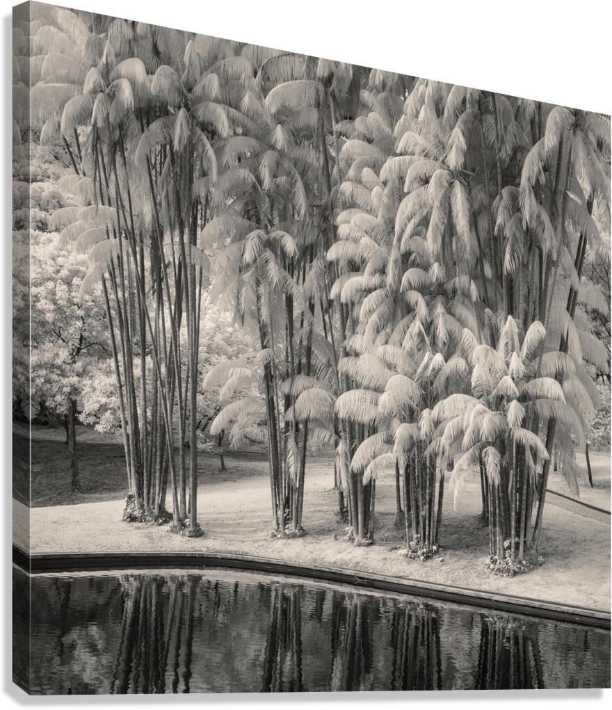 KLCC Park Bamboo Canvas Print