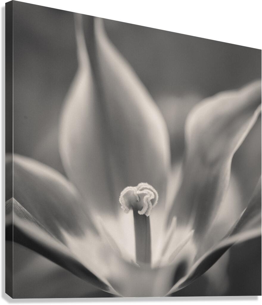 Tulip Pistil Canvas Print