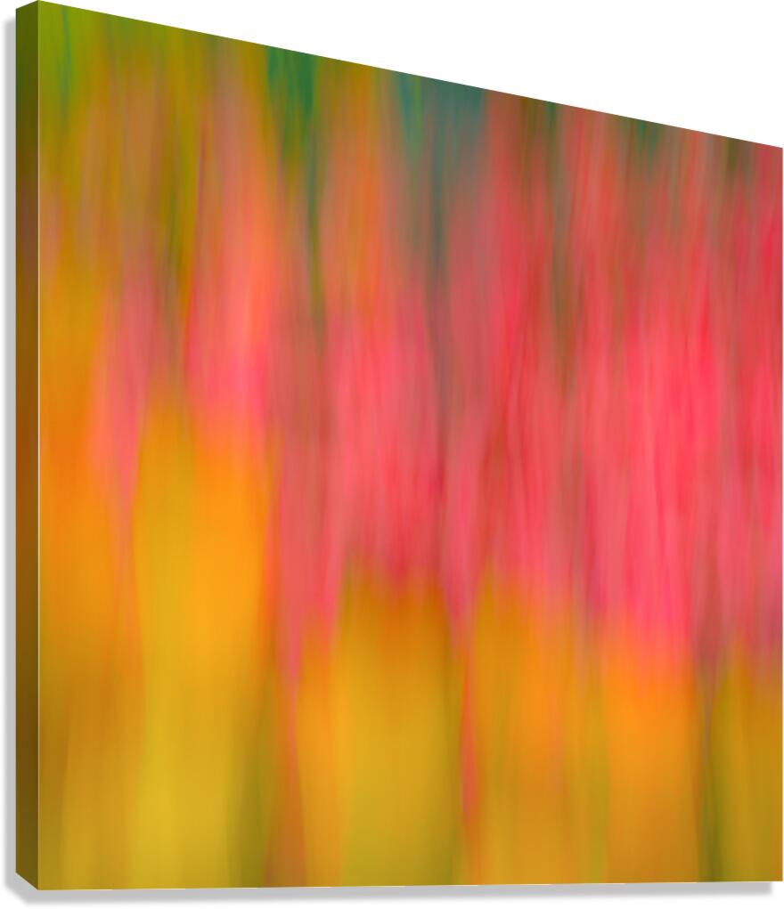Tulips in Motion Canvas Print