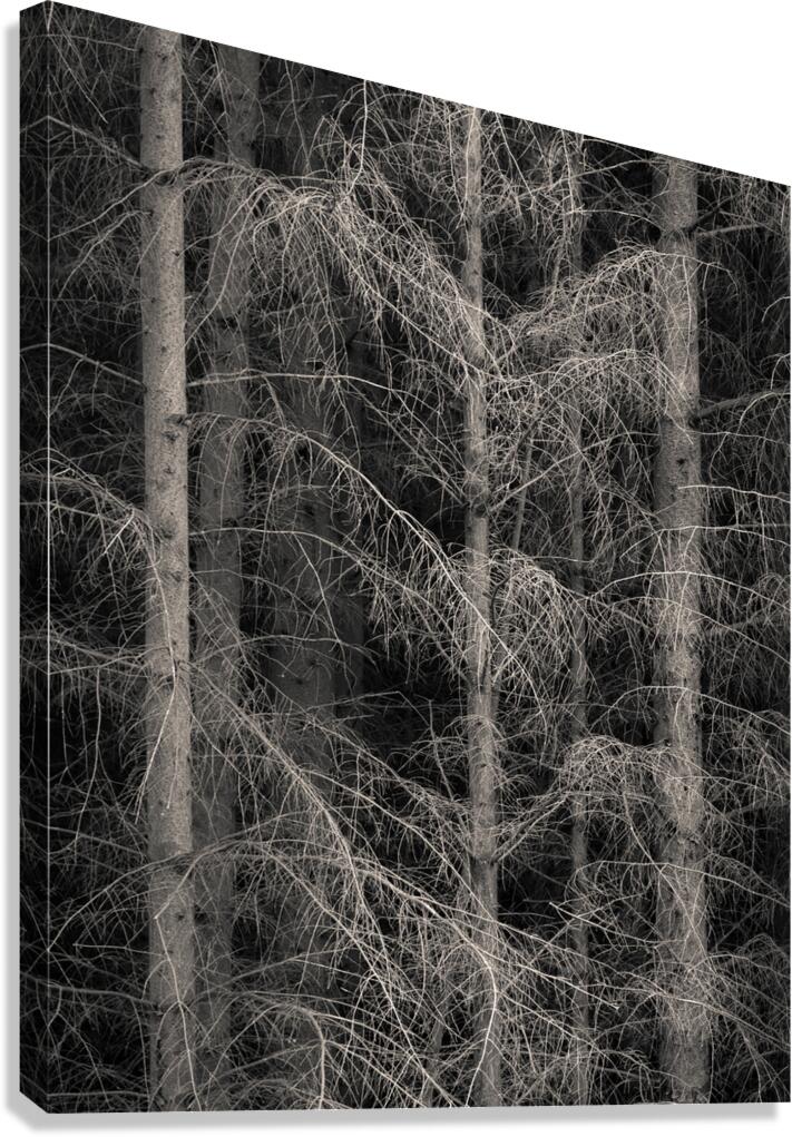 The Edge of Silence Canvas Print