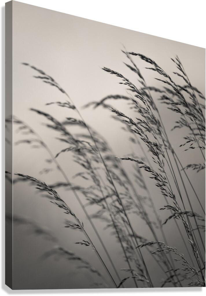Field Grass Canvas Print