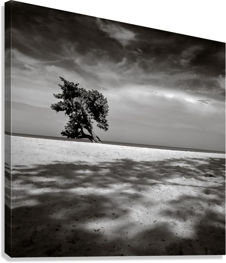 Beach Tree Canvas Print