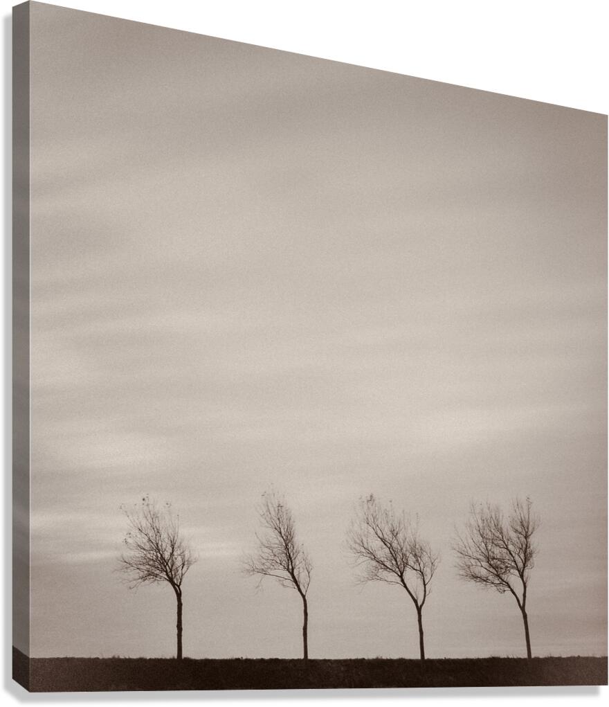 Four Trees Canvas Print