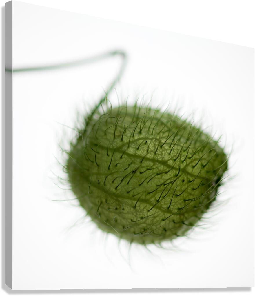Balloon Plant Canvas Print
