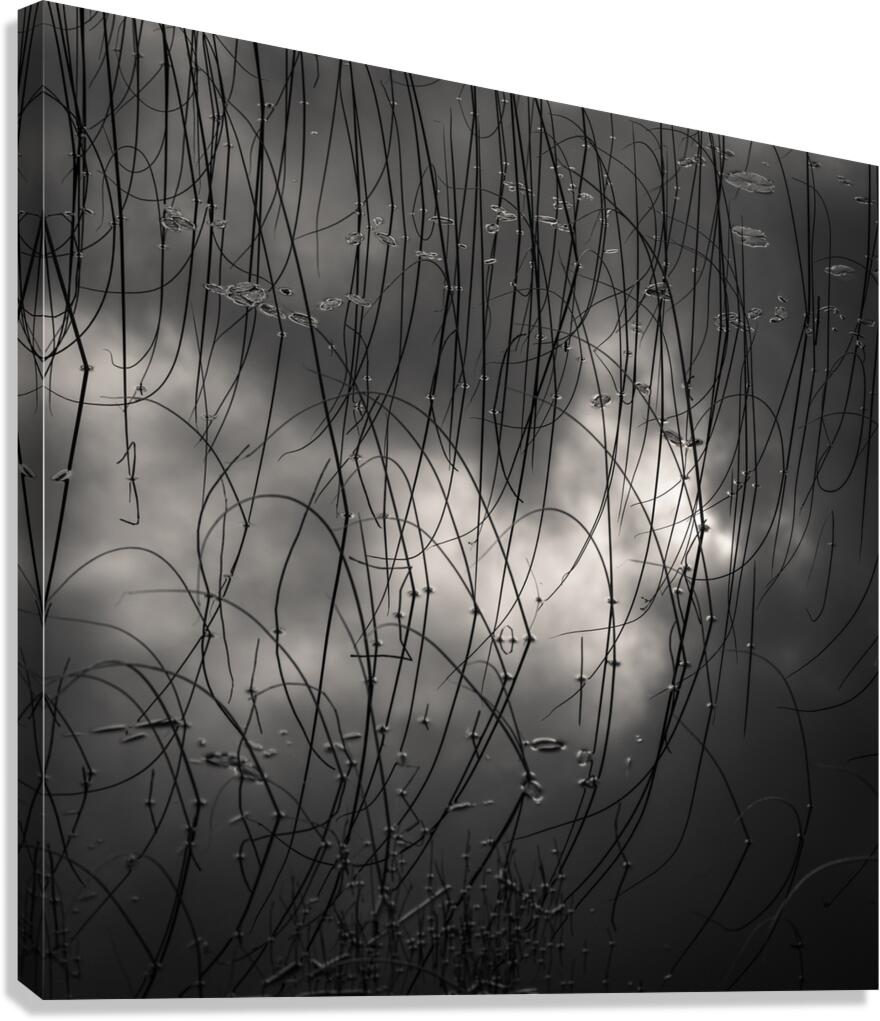 Reeds and Clouds Canvas Print