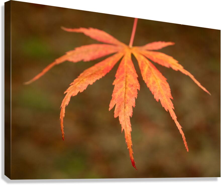 Japanese Maple Leaf Canvas Print