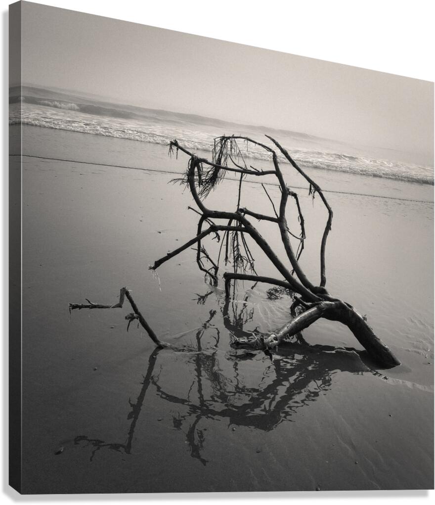 Washed Ashore Canvas Print