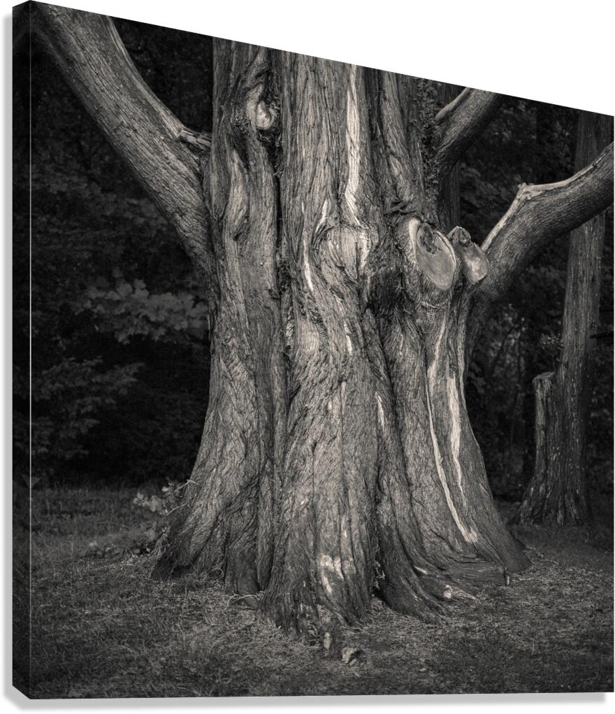 Plas Newydd Tree Canvas Print