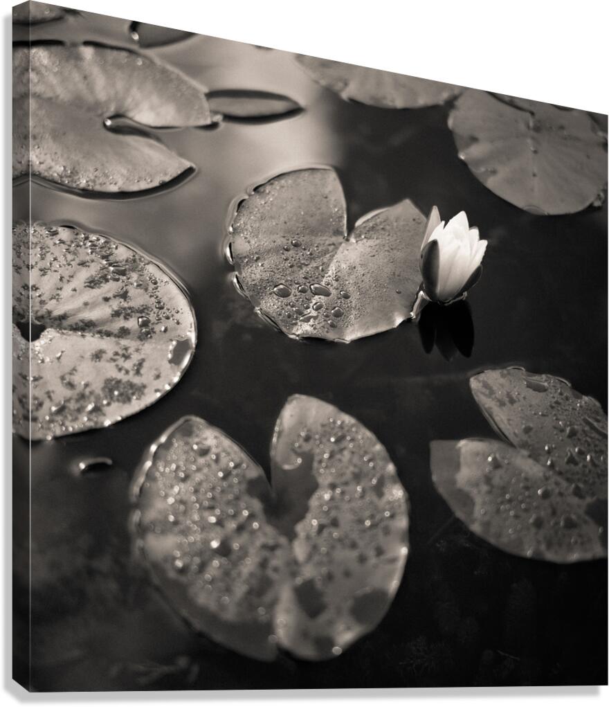 Water Lily After Rain Canvas Print