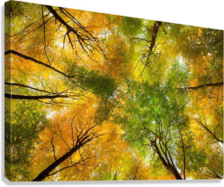Autumnal Display Canvas Print