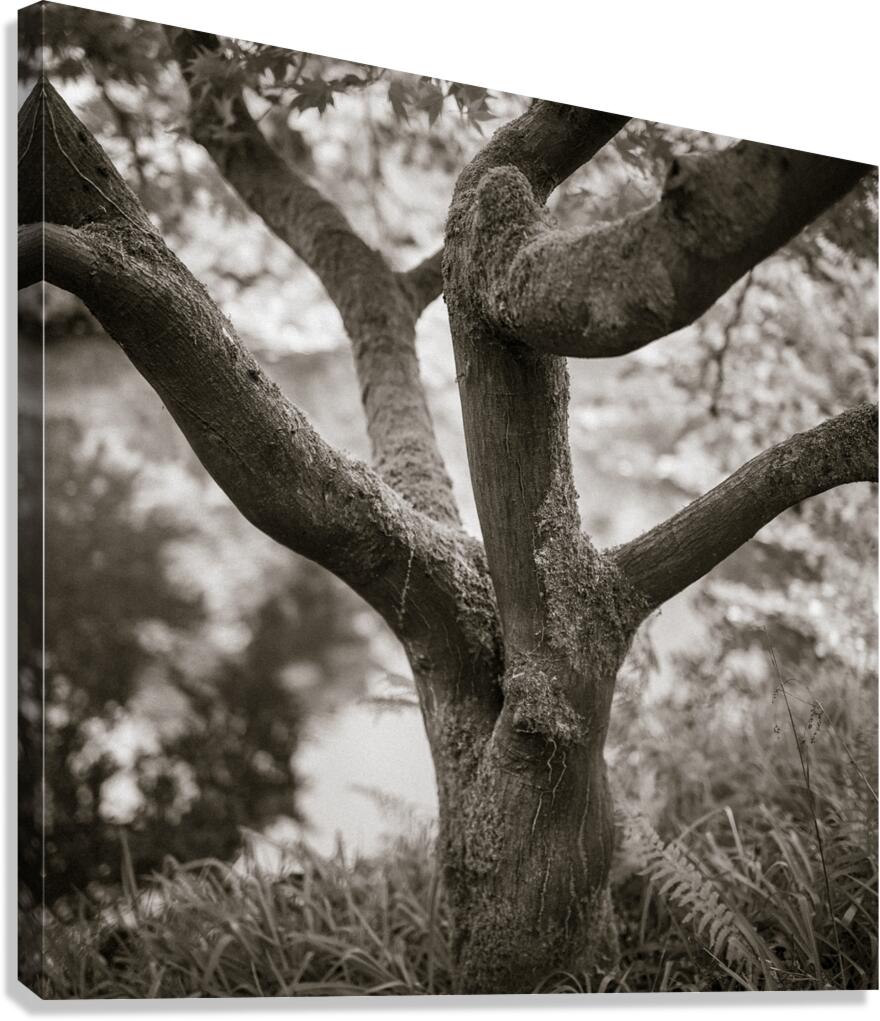 Bodnant Tree Canvas Print