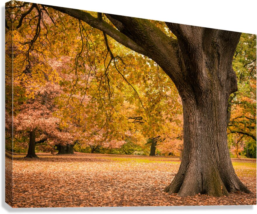 Autumn in Melbourne Canvas Print