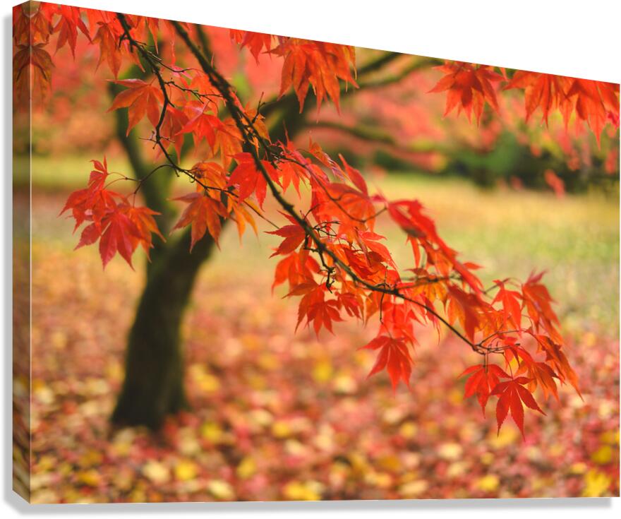 Autumn Japanese Maple Canvas Print