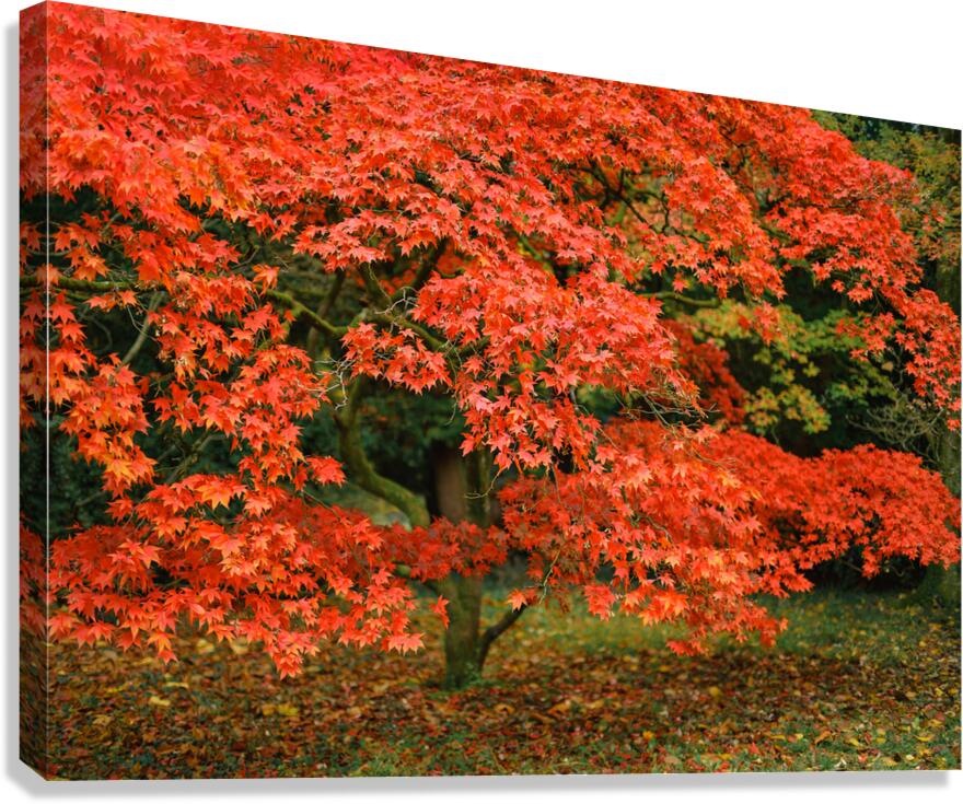 Leaves of Fire Canvas Print
