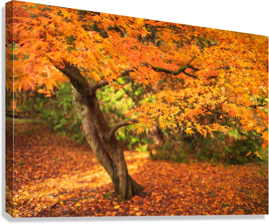 Maple Autumn Beauty Canvas Print