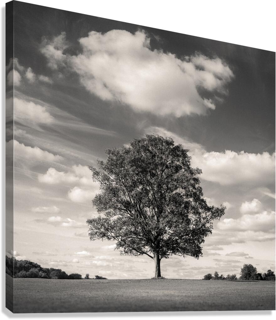Burghley Oak Canvas Print