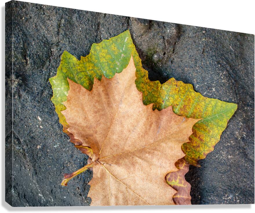 Two Autumn Leaves Canvas Print