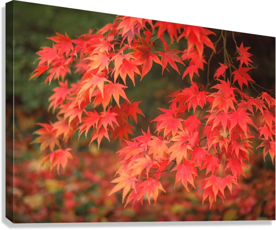 Japanese Red Maple Canvas Print