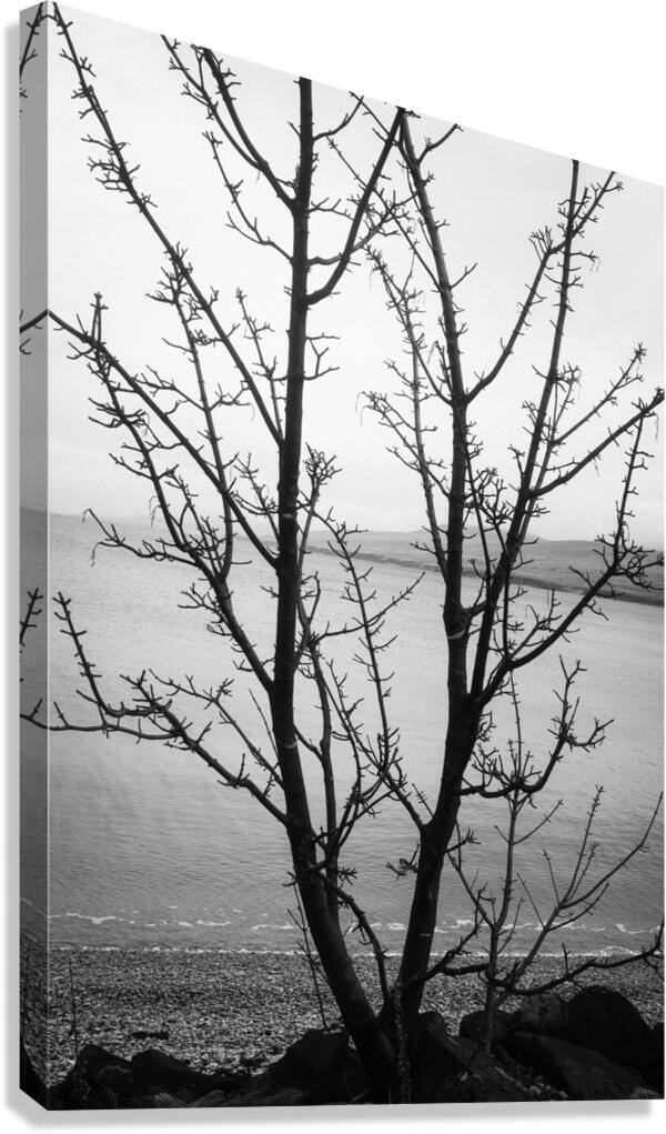 Islay Tree Canvas Print