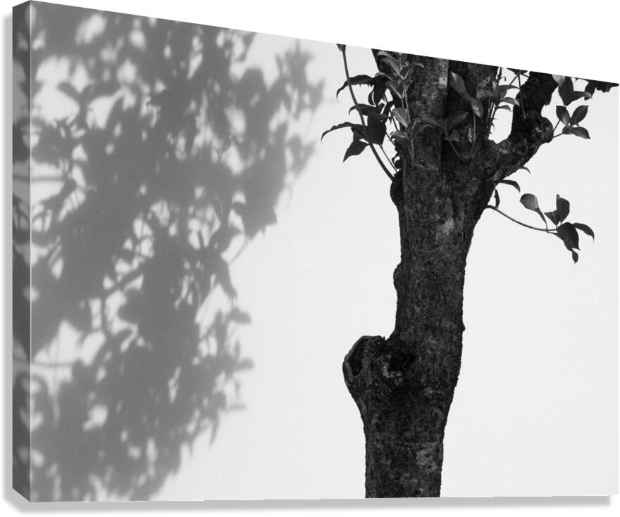 Nijo Castle Tree Canvas Print