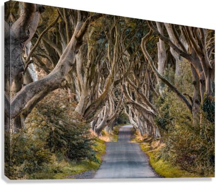The Dark Hedges Canvas Print