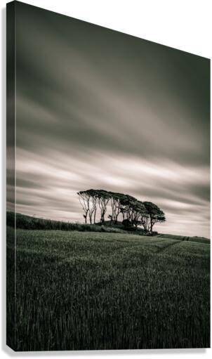 Crawton Copse Canvas Print