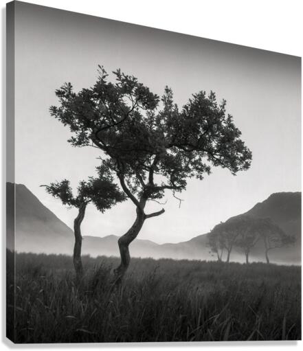 Crummock Water Tree Canvas Print