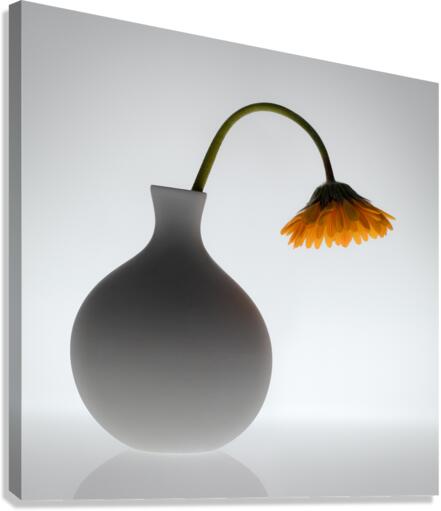 Wilt Canvas Print