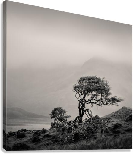 Skye Tree Canvas Print