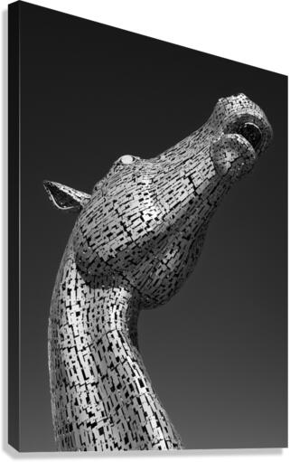 Kelpie Canvas Print