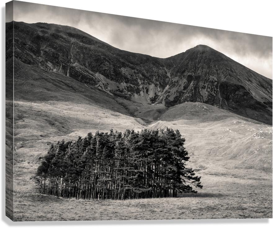 Torridon Trees Canvas Print