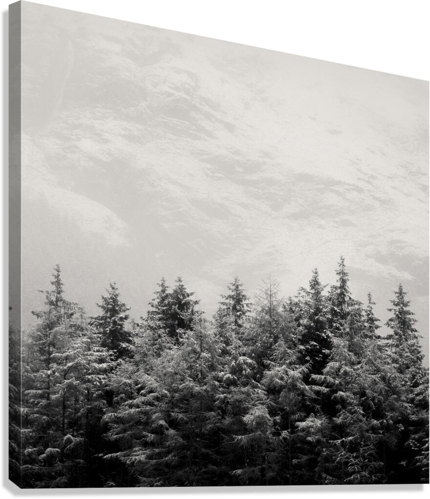 Snowcapped Firs Canvas Print